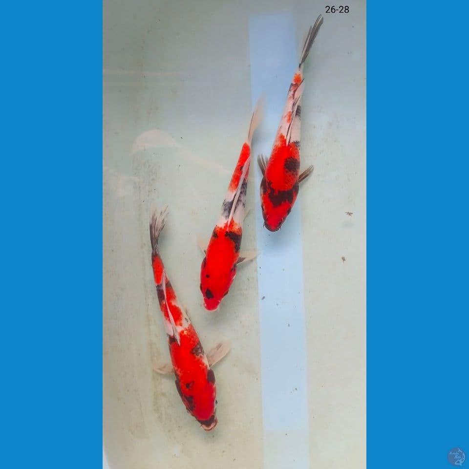 showa 26-28cm