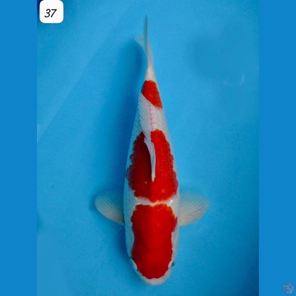 37cm - Kohaku Akf