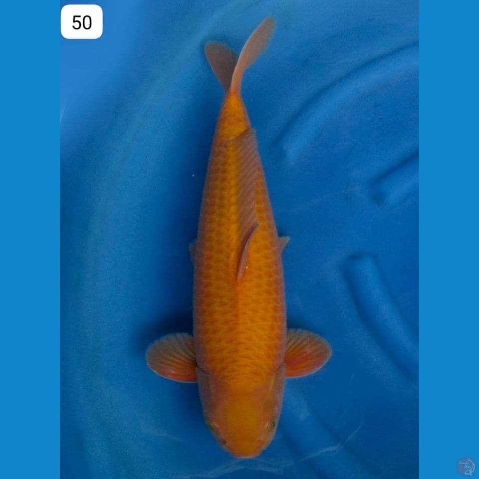 50cm - Caramel jumbo no bocor