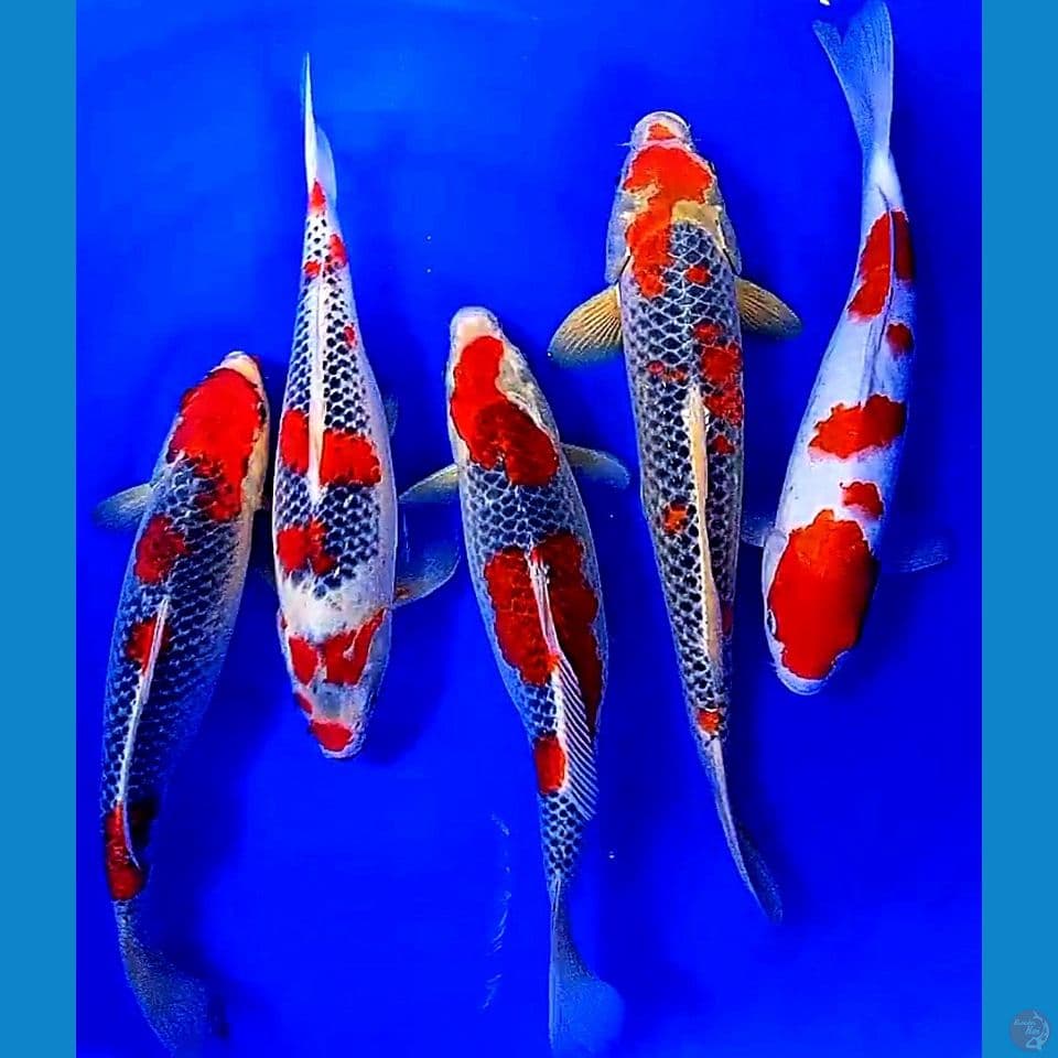 35-42cm mix goshiki racing