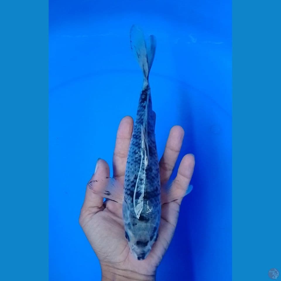 antik KG : 24 cm