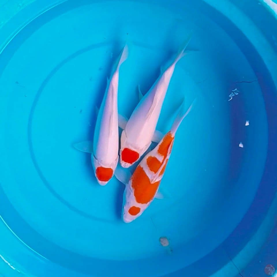 SB 23_25cm