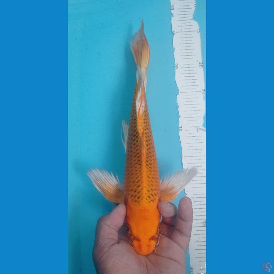 MATSUBA 35CM