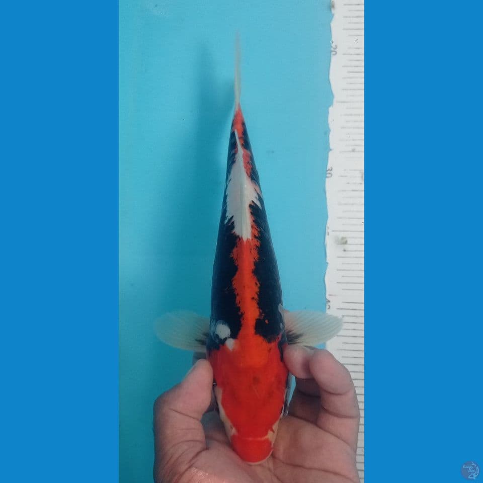 KUMUNRIYU 30CM