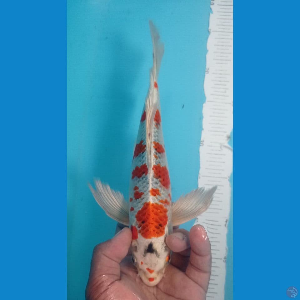 KUJAKU 30CM