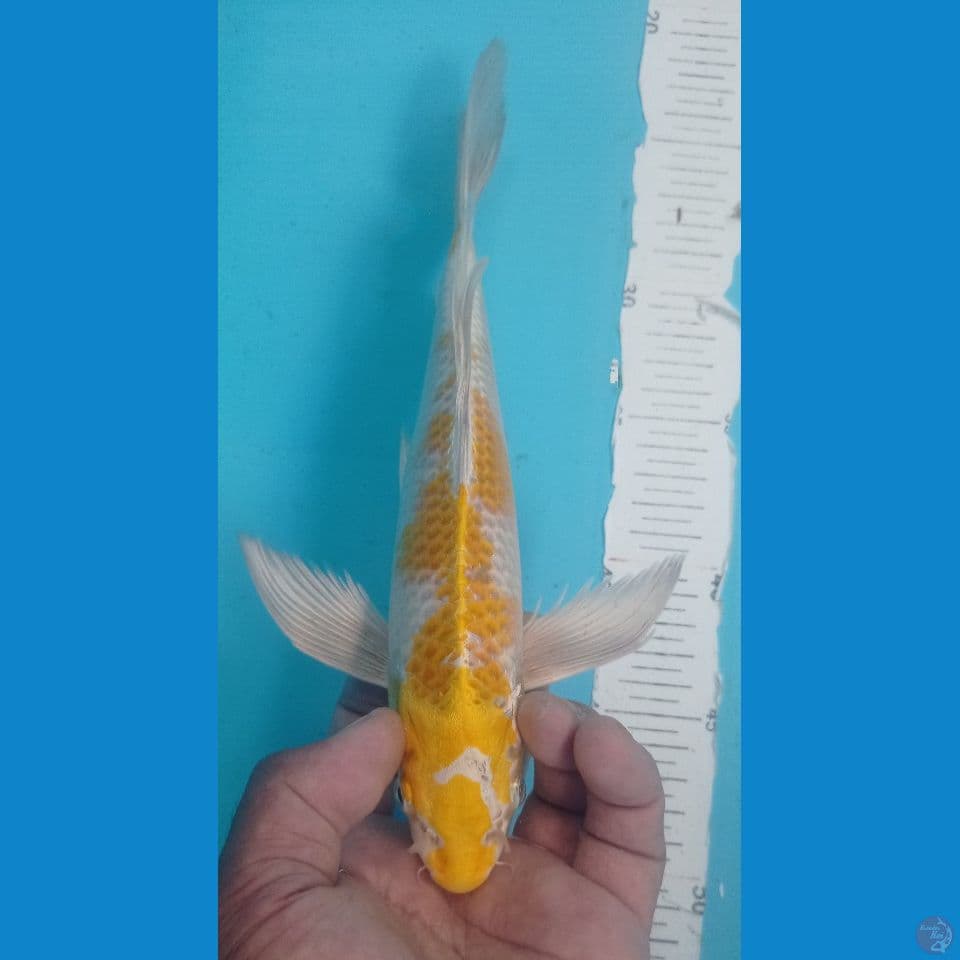 HARIWAKE 28CM
