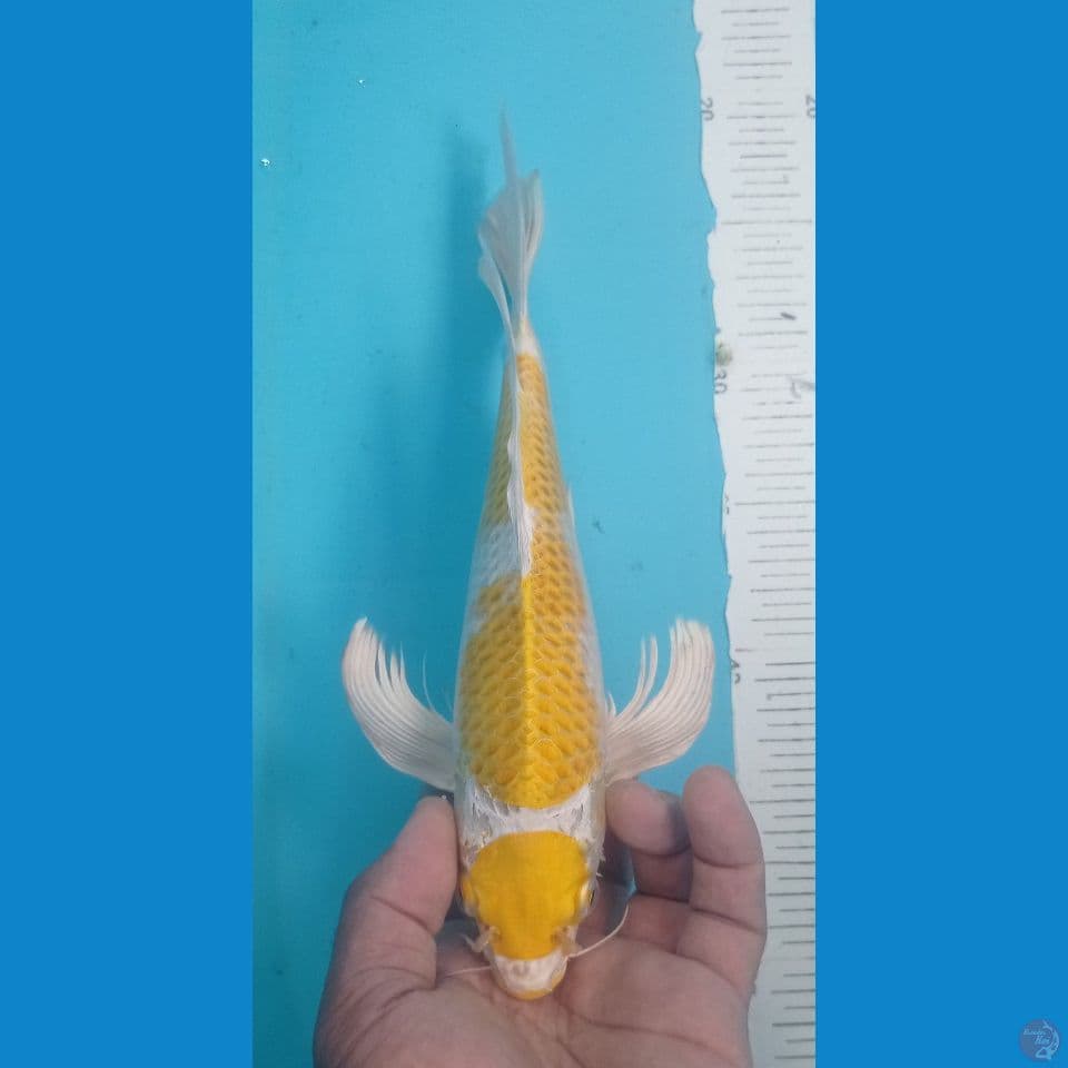 MARUTEN 30CM