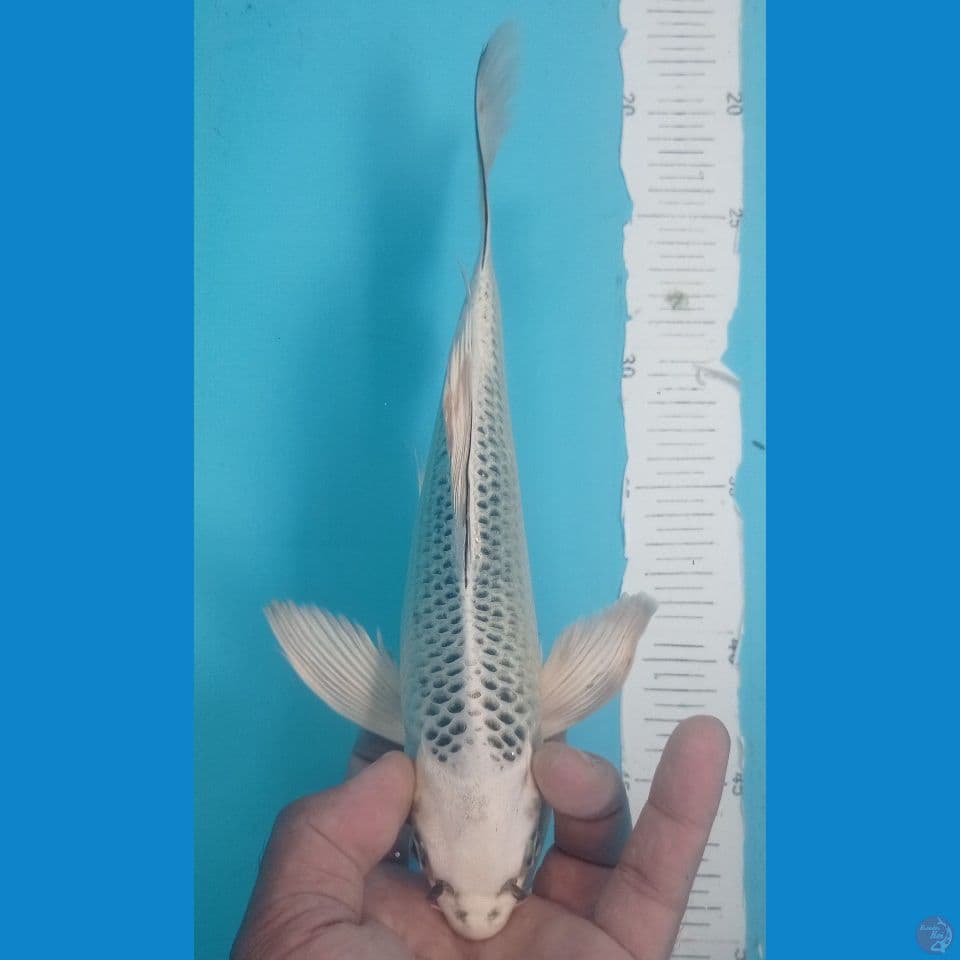 MATSUBA 29CM