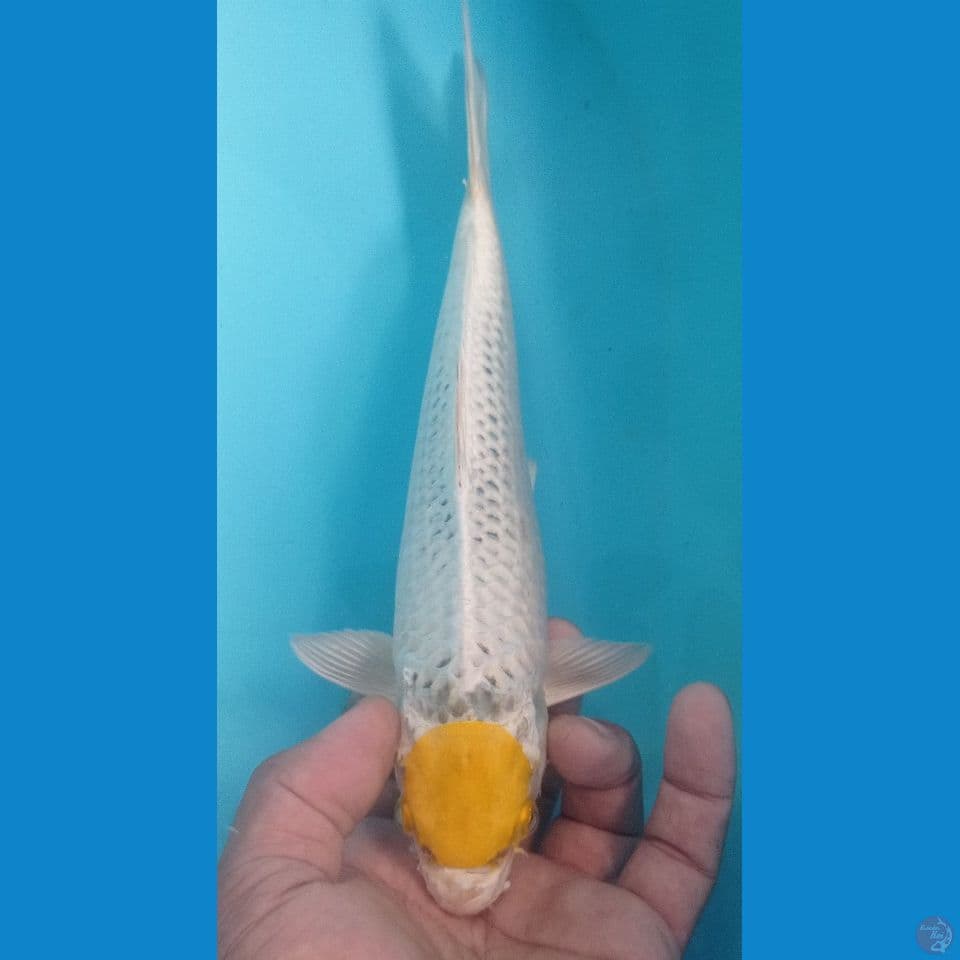 TANCHOKU 30CM