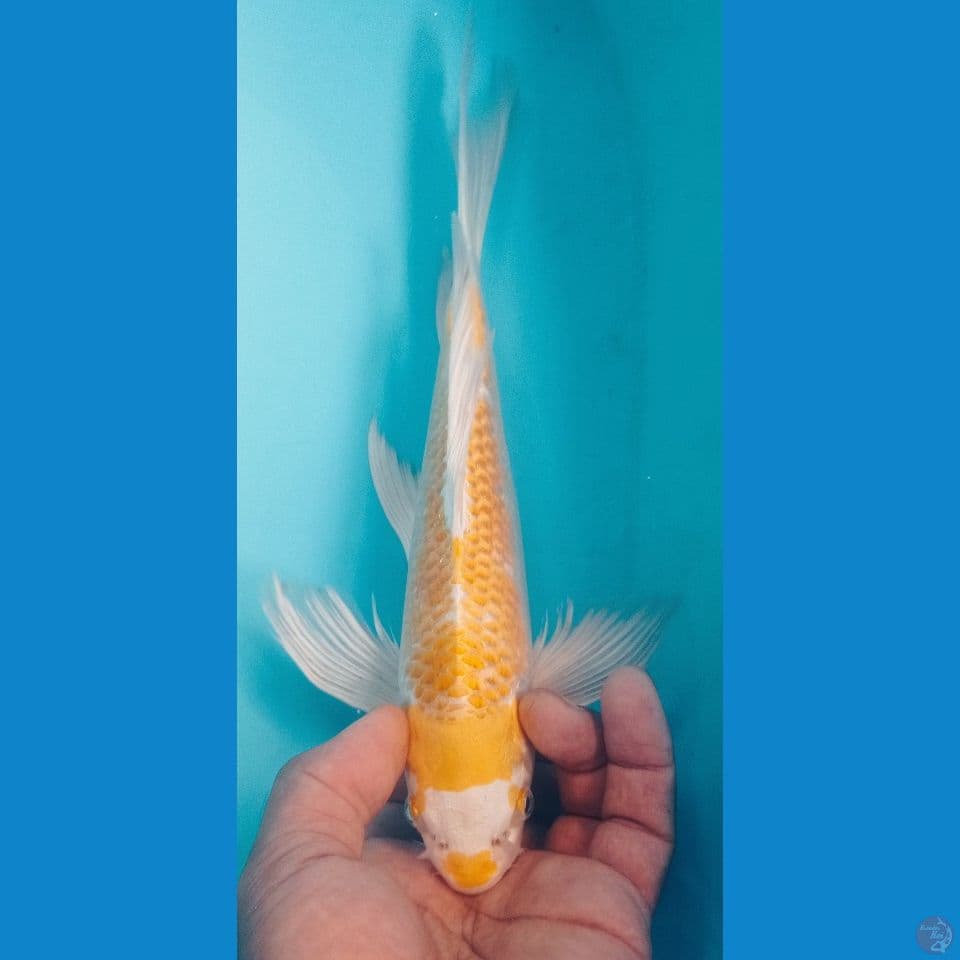 HARIWAKE 27CM