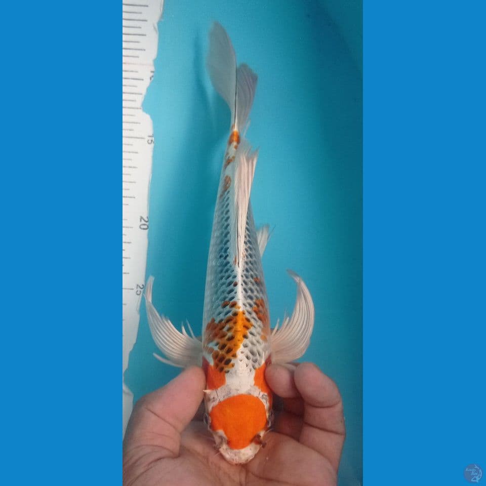 MARUTEN 28CM