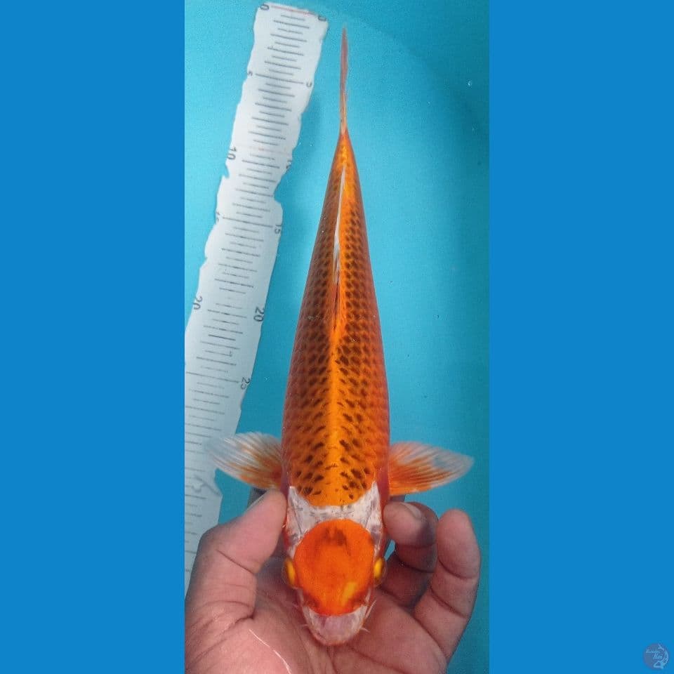 MARUTEN 32CM
