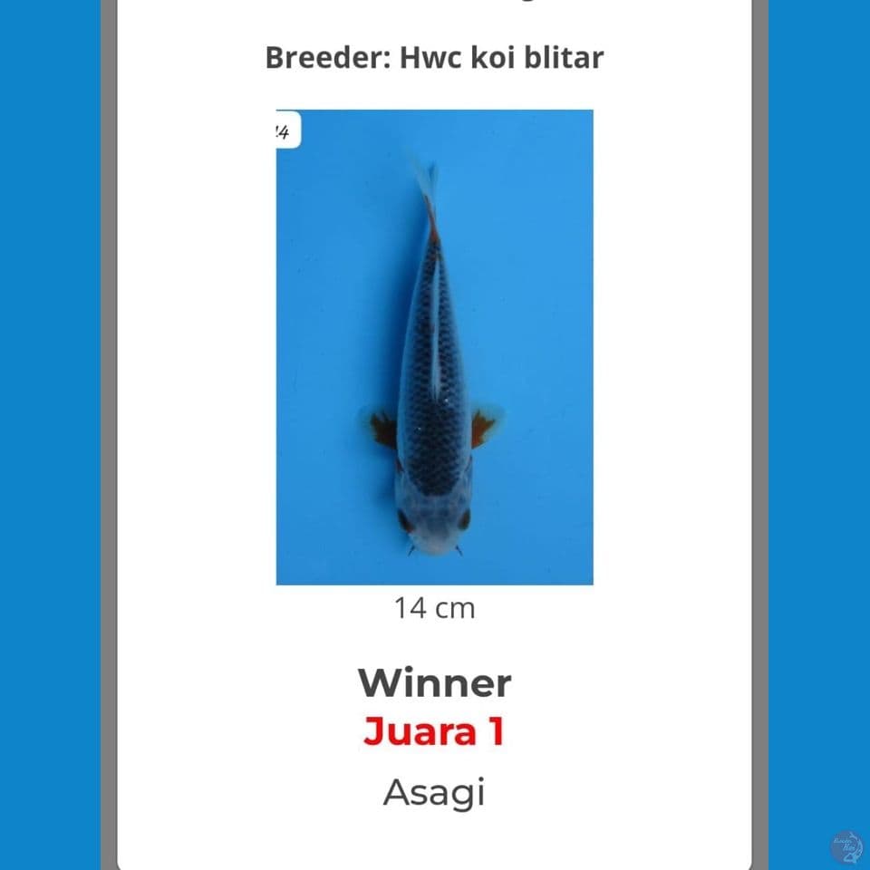 14cm - Male Juara 1 Asagi Siap Show