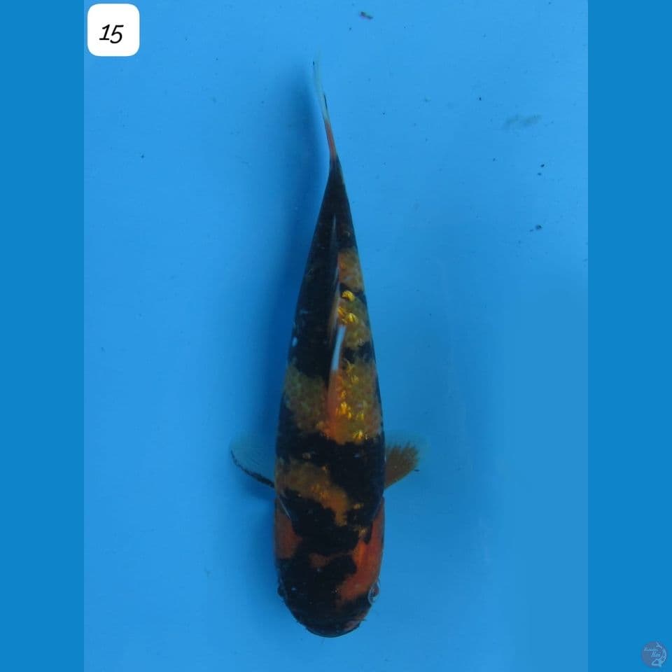 15cm - Utsuri Ginrin