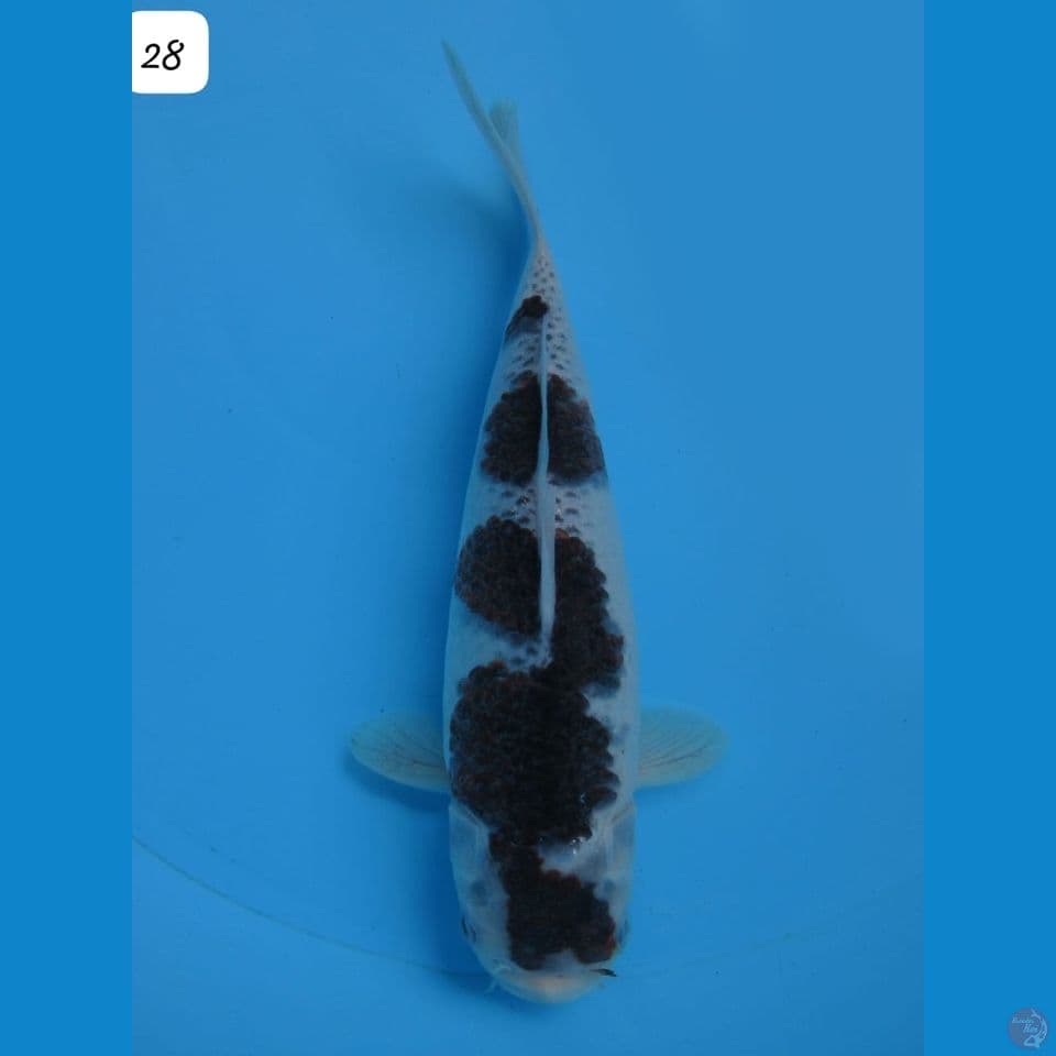 28cm - Budo Goshiki