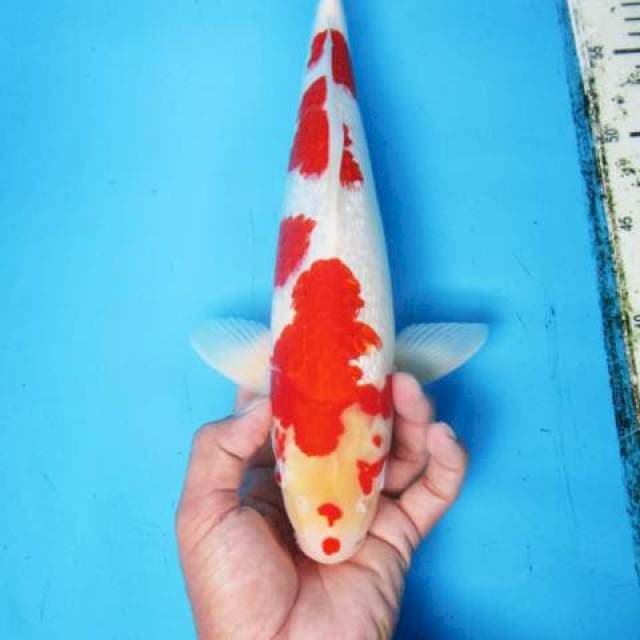 Ready Show - Kohaku Ginrin