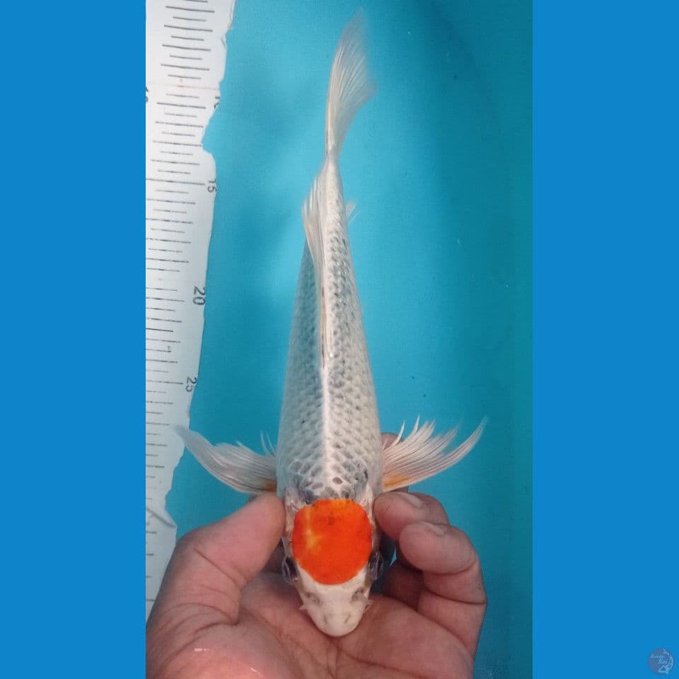 KUMPAY 25CM
