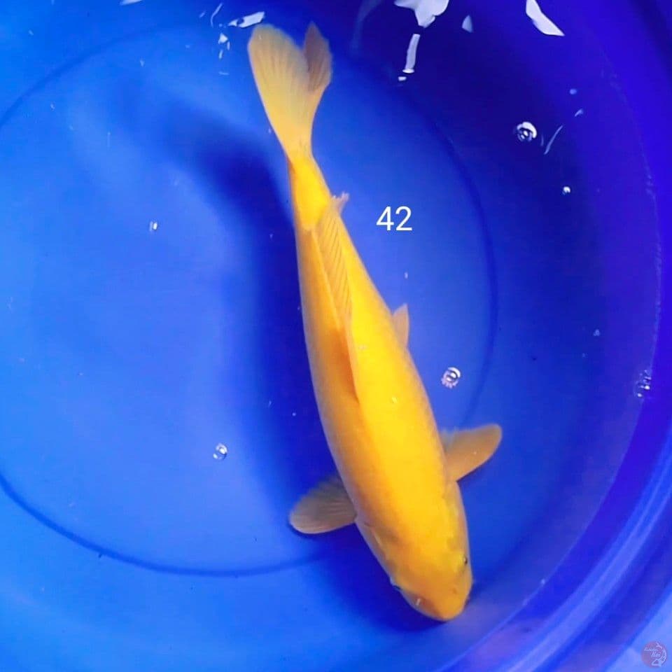 karasi lemon 42cm
