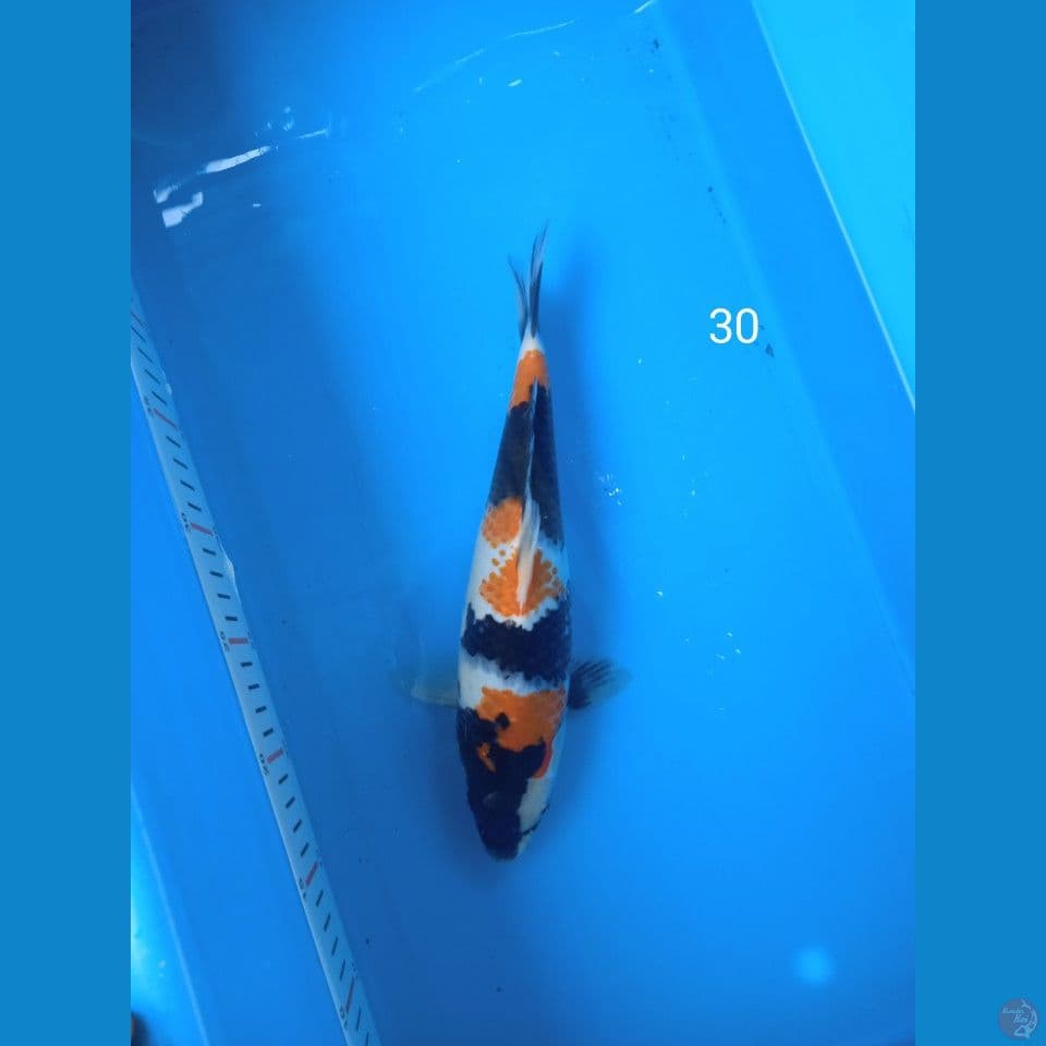 showa 30cm