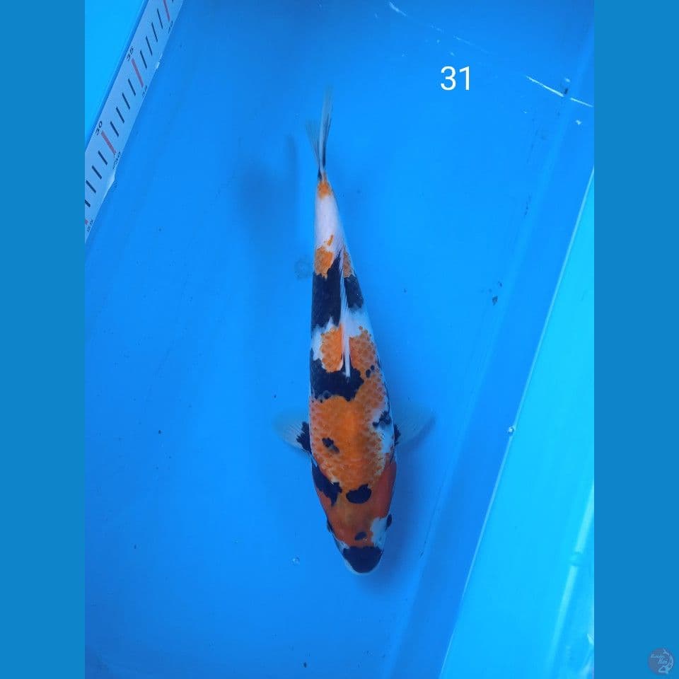 showa 31cm