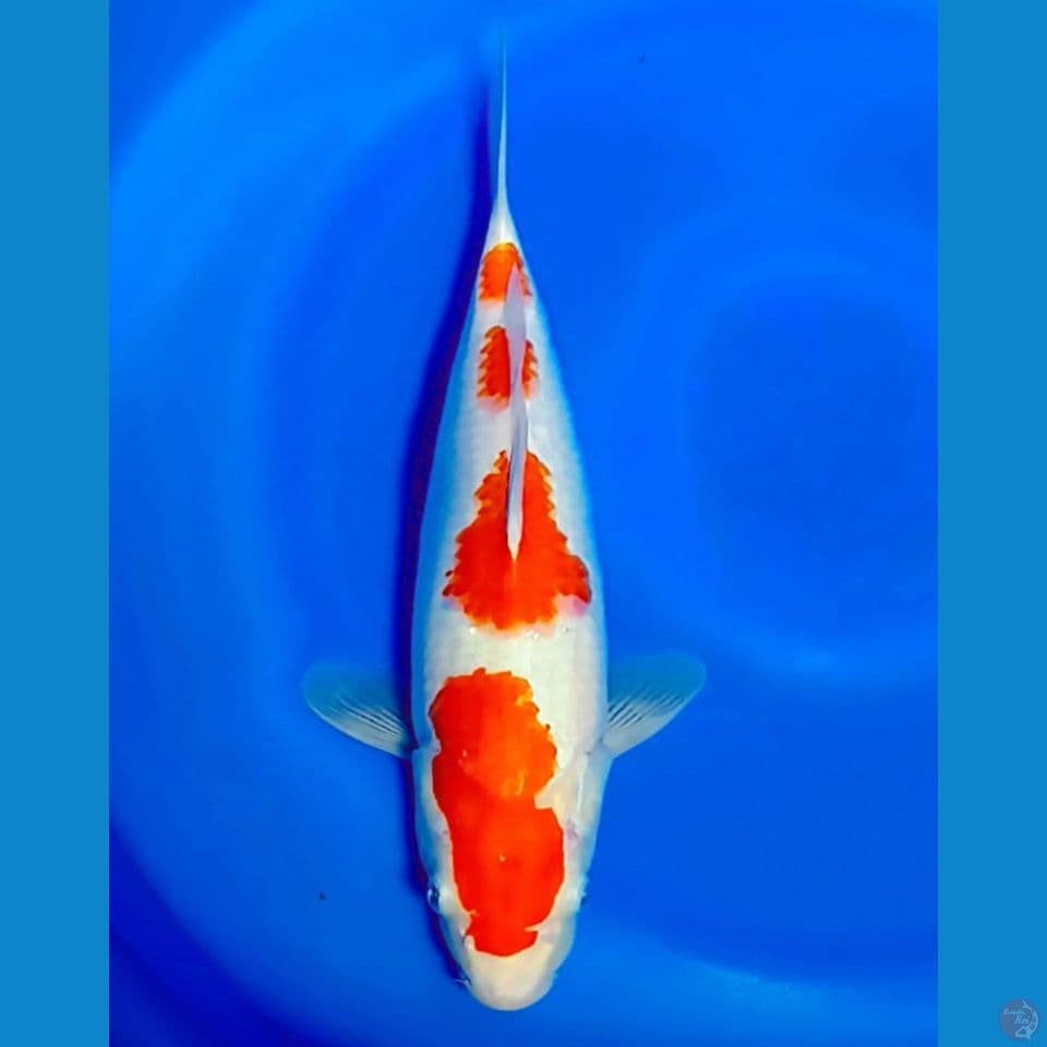 kohaku 37 cm