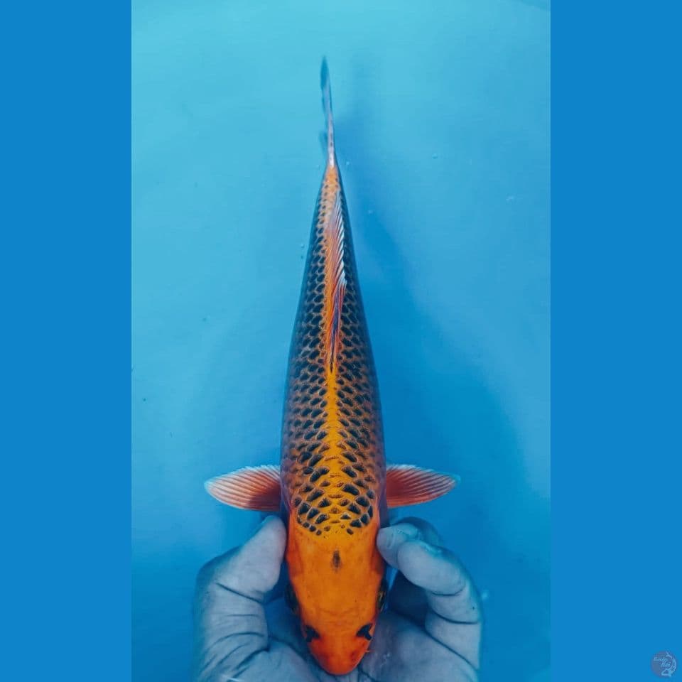 AKA MATSUBA 30CM