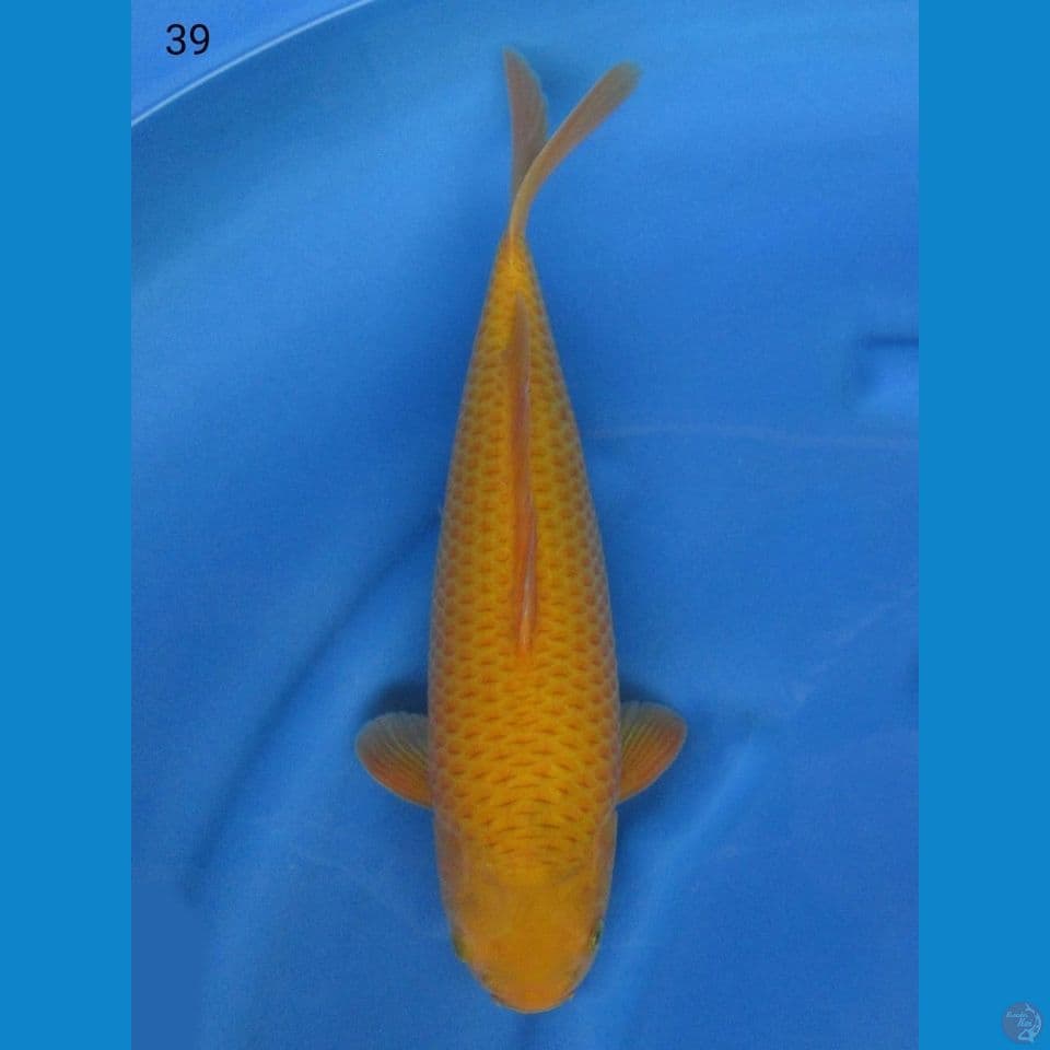 39cm - Caramel Male