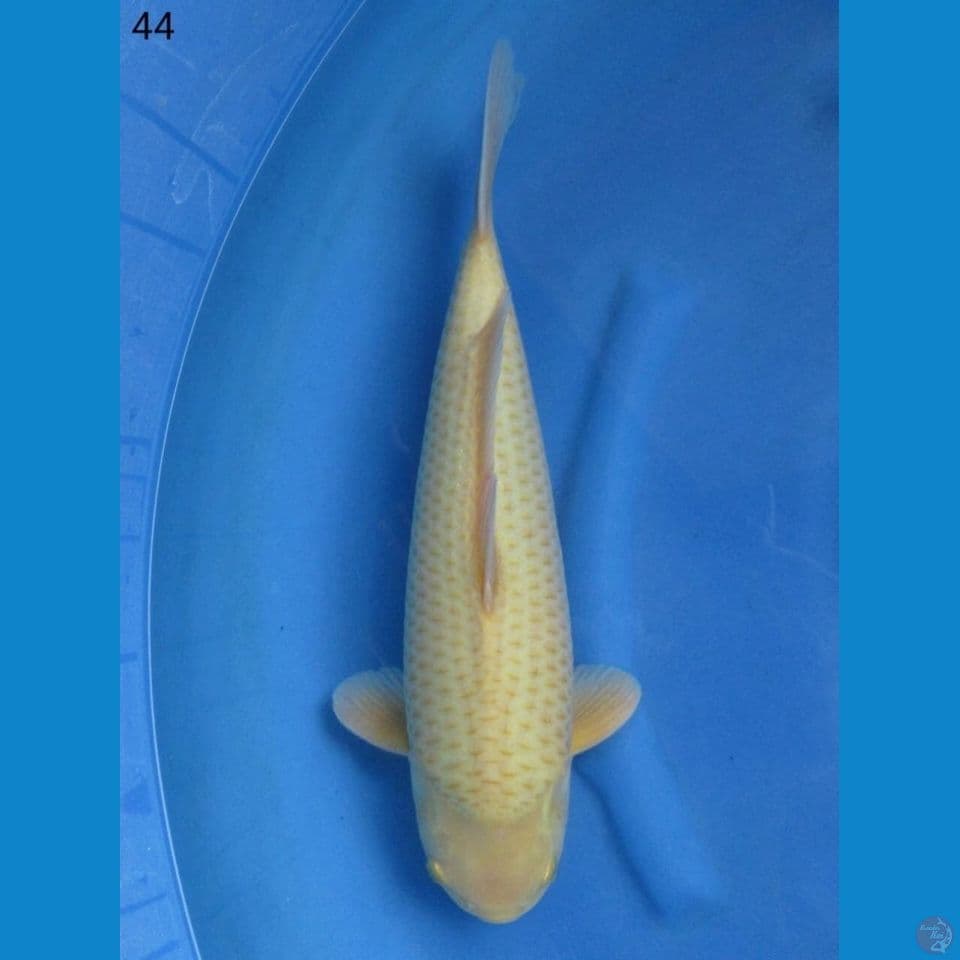 44cm - male Caramel Unique