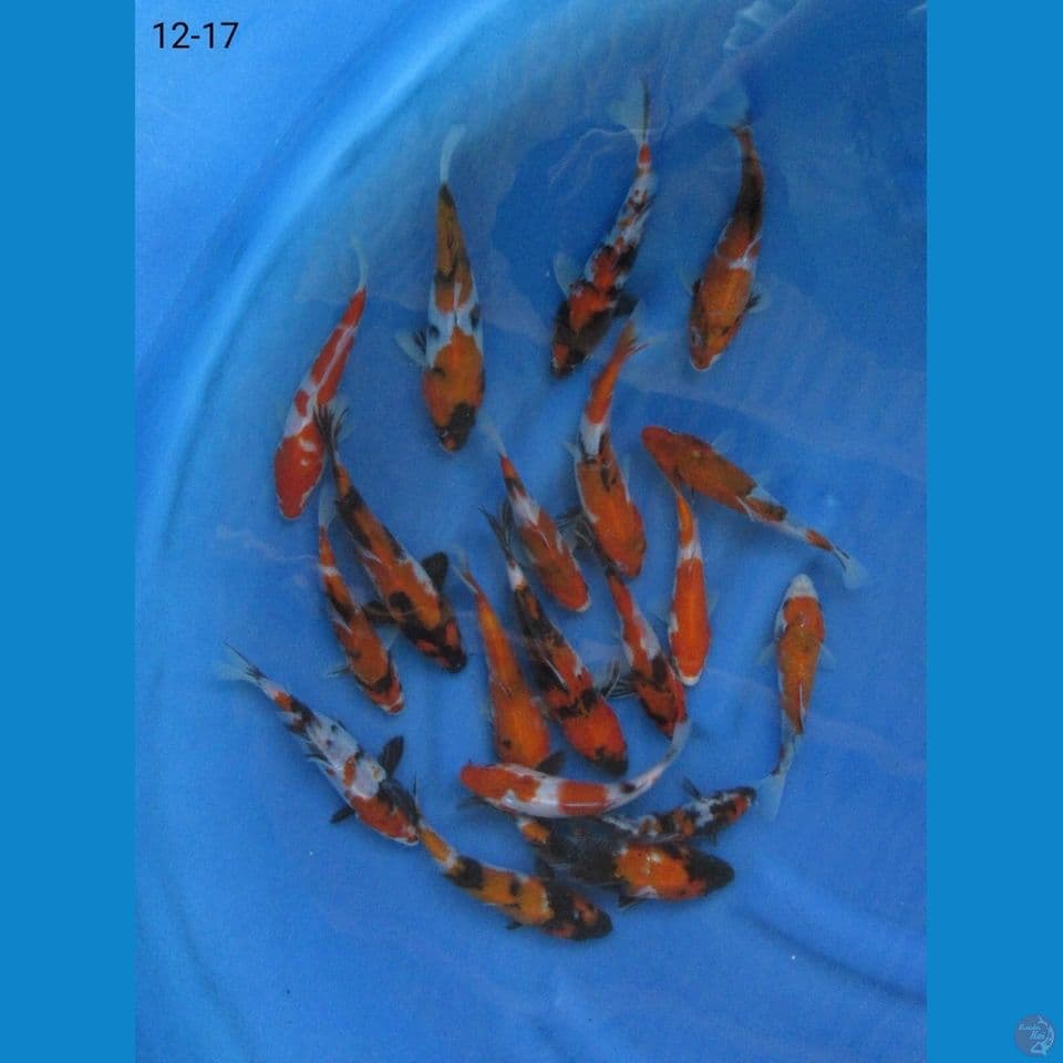 12-17cm - paket hemat