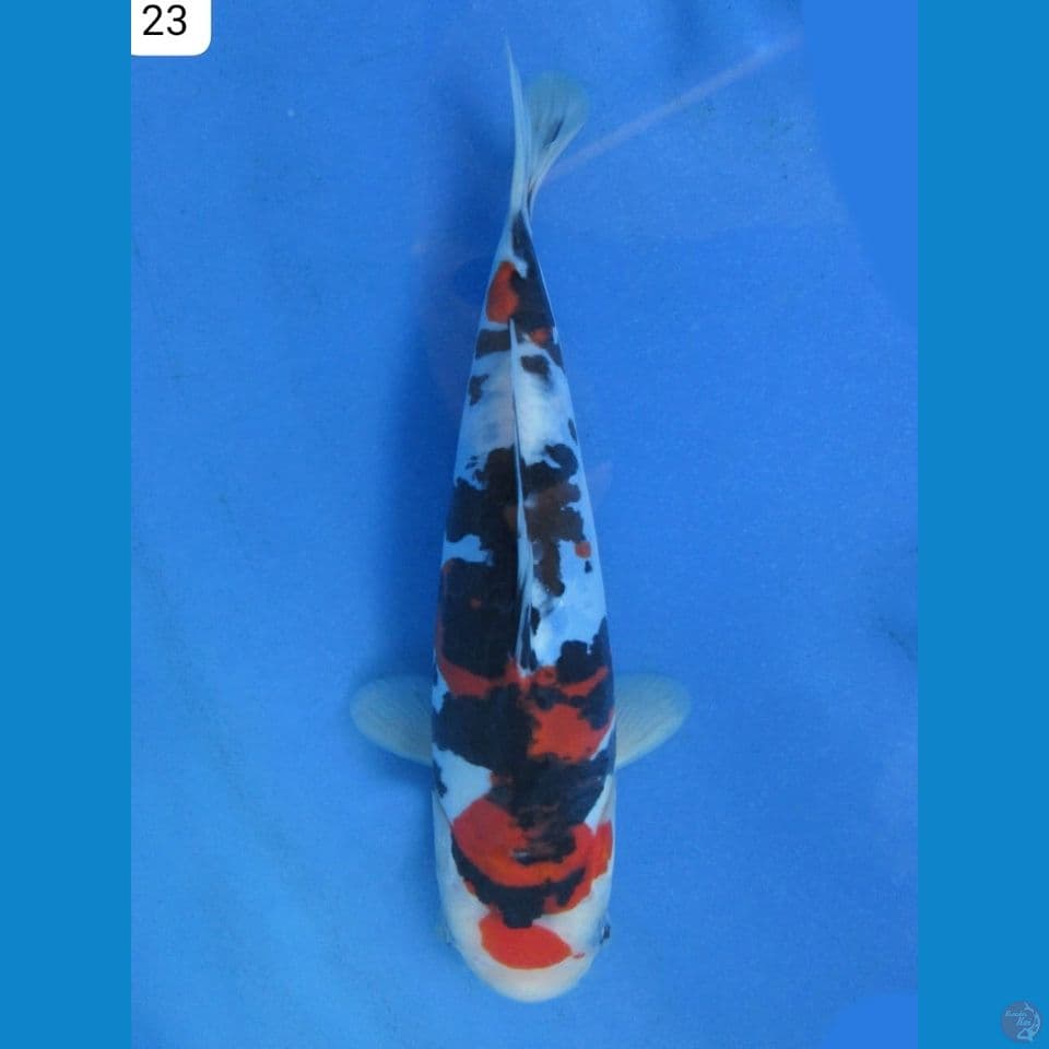 23cm - Doitsu Murni SQ