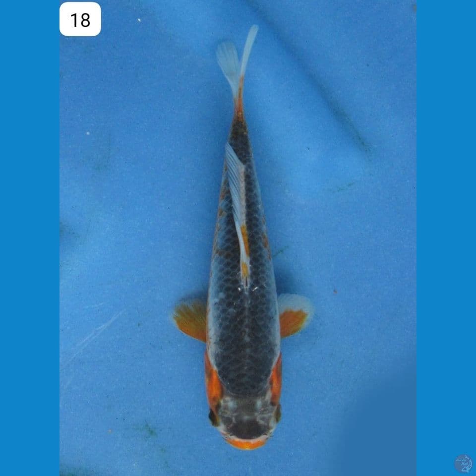 18cm - male Asagi Unique