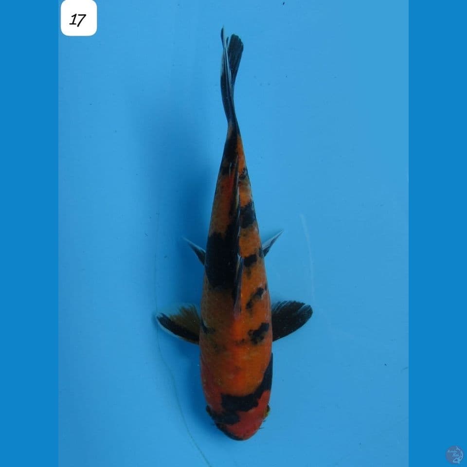 17cm - male Hi Utsuri