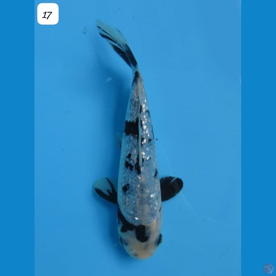 17cm - male Shiro Ginrin