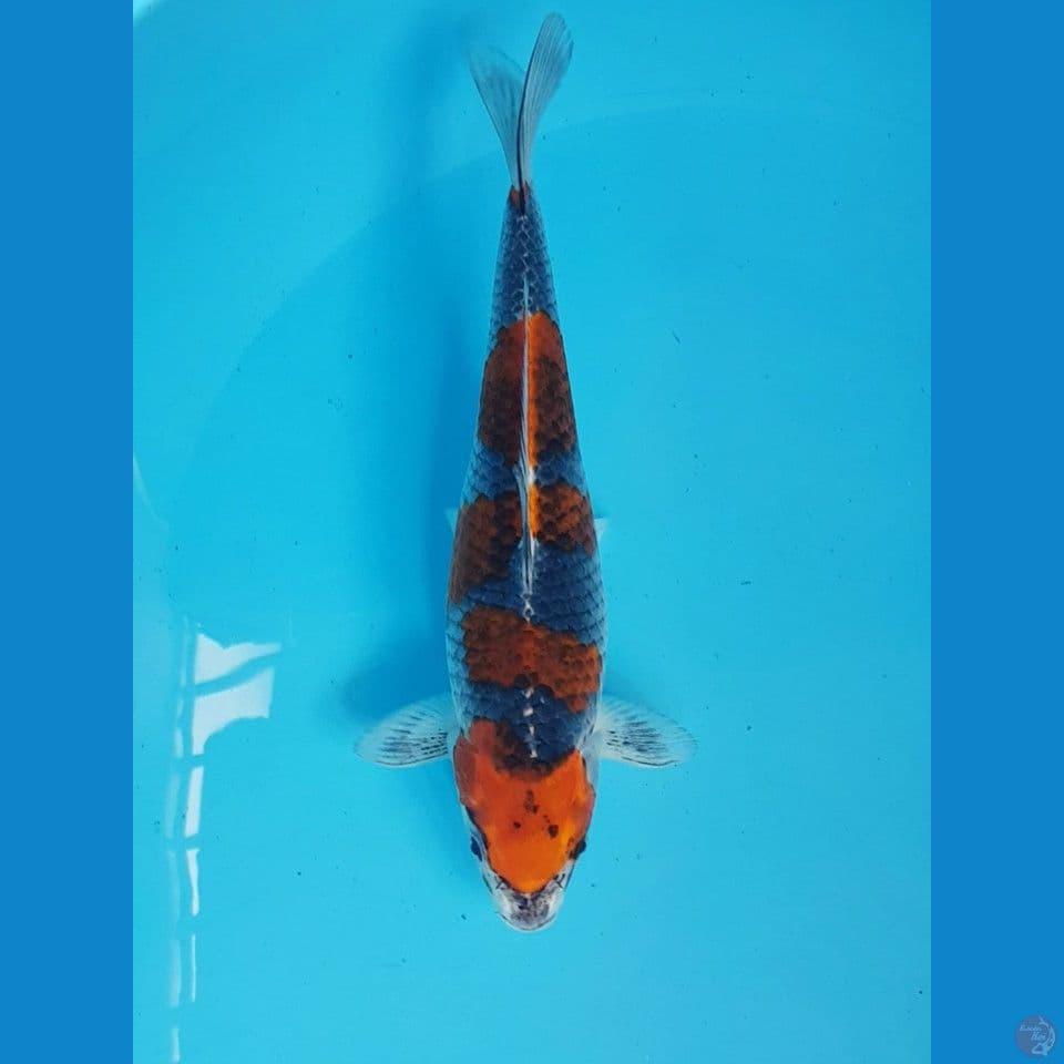BENIGINGA 30cm
