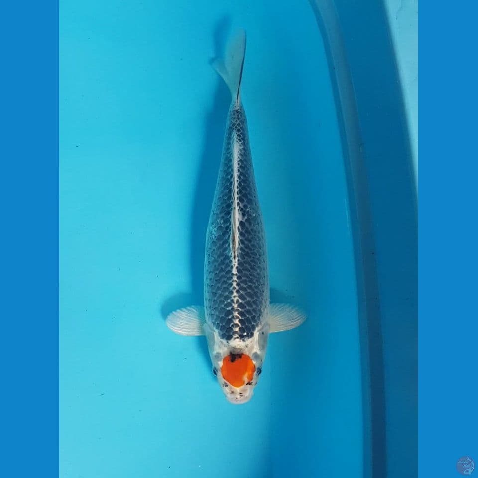 TANCO GOSHIKI ORIGINAL 37cm
