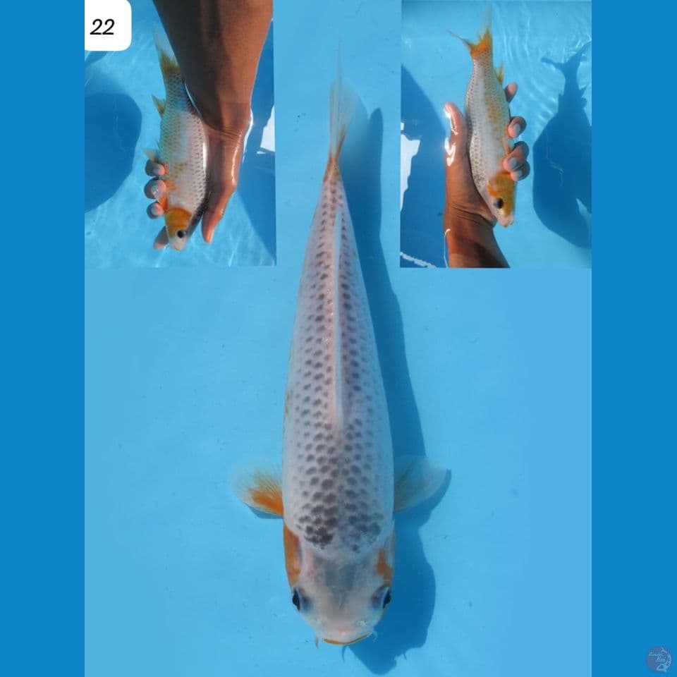 22cm - male Asagi F1