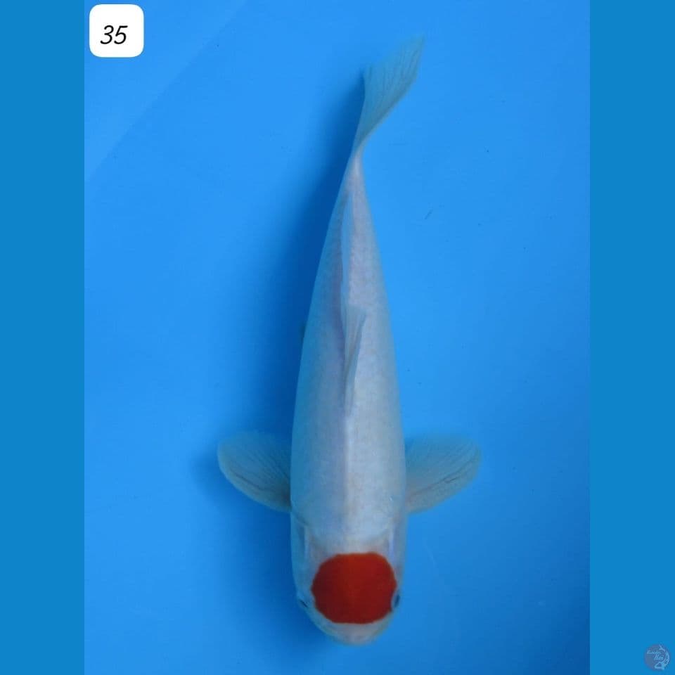 35cm - male Tancho Kohaku Original