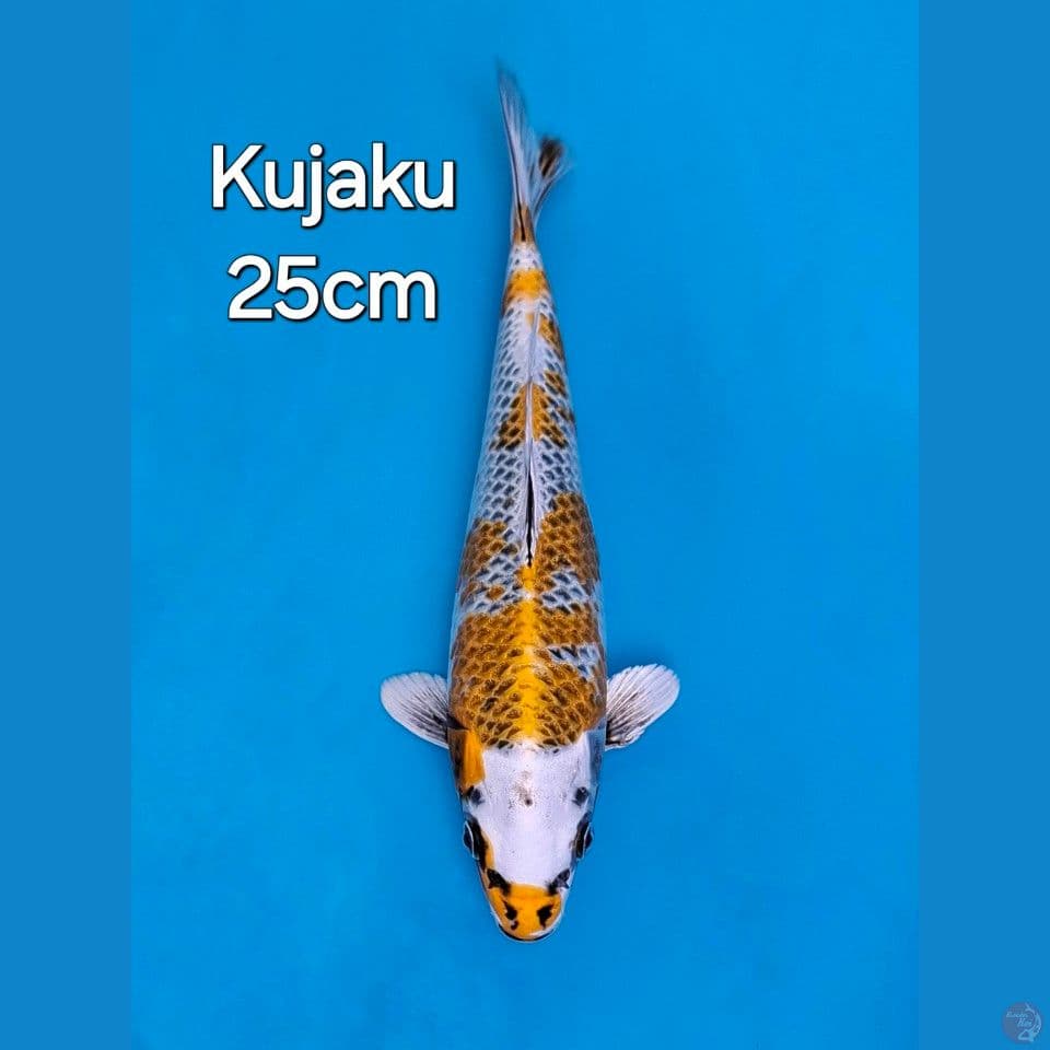 KUJAKU25 CM