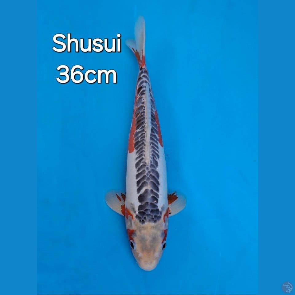 SHUSUI 36CM