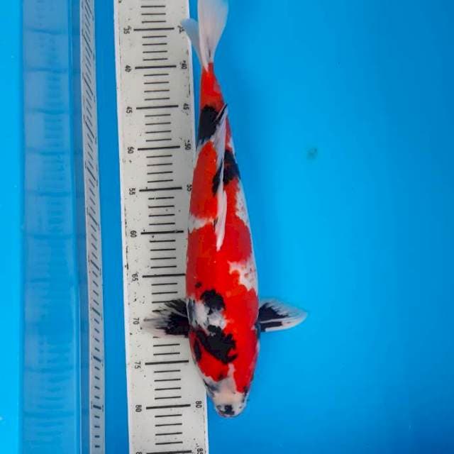 Showa male 48cm