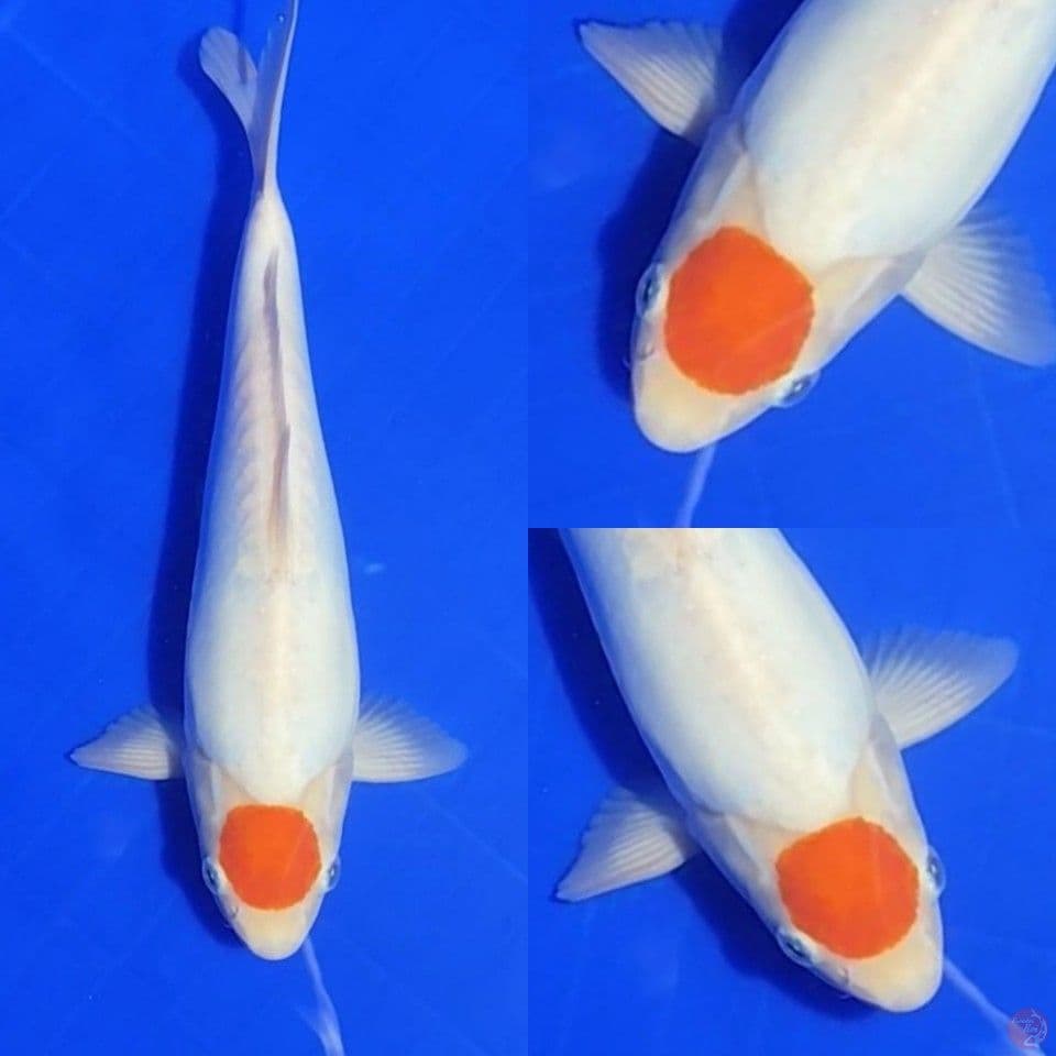 Tancho Doitsu 28 cm