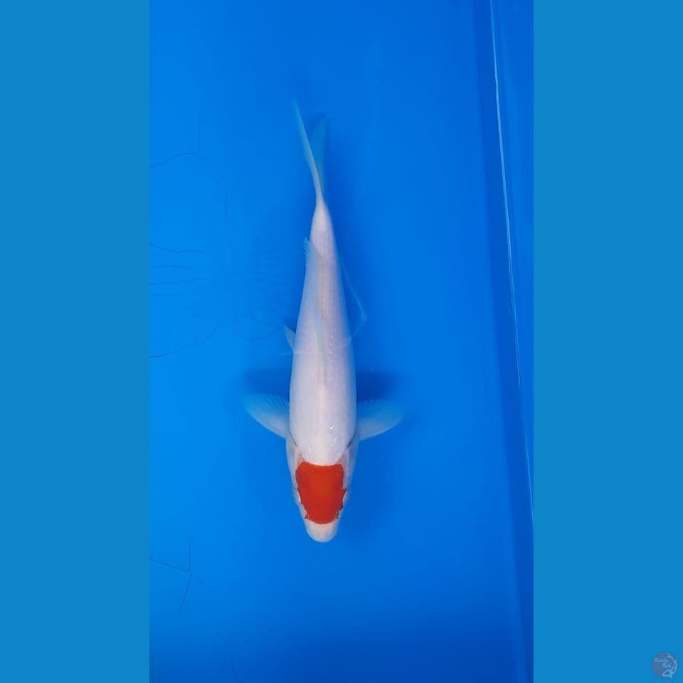 tancho 22cm