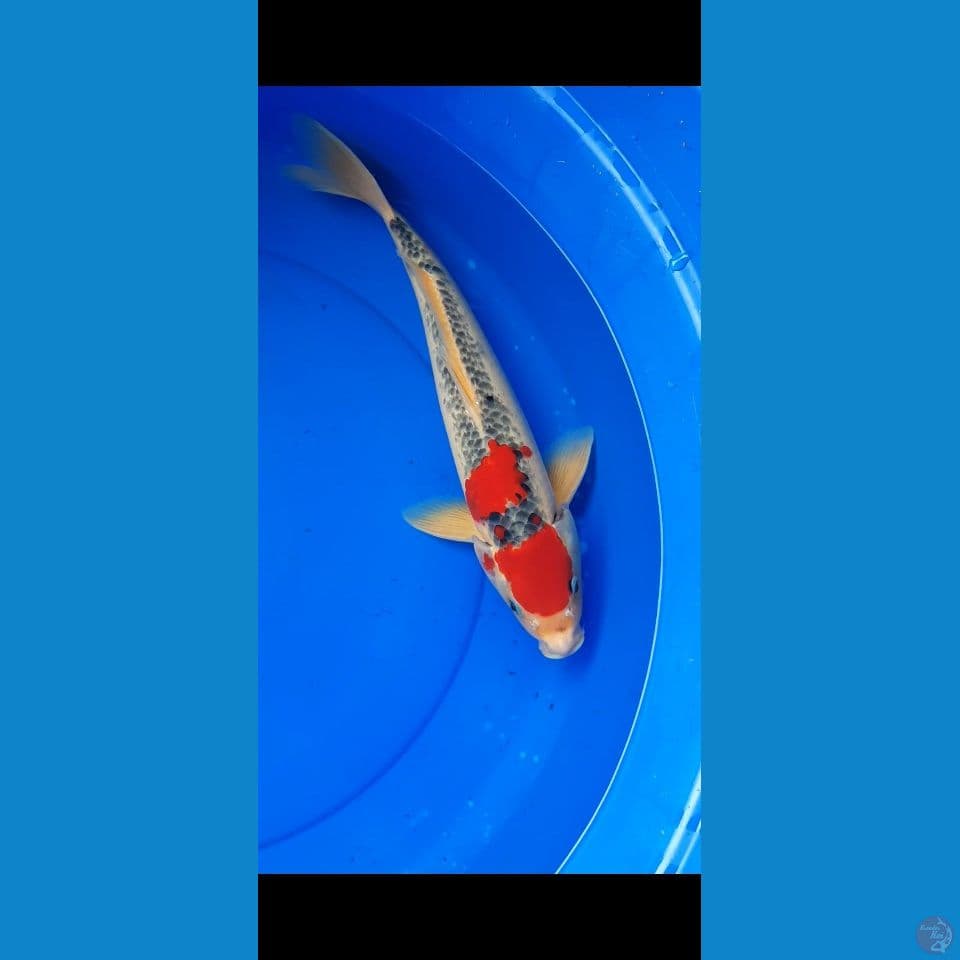 GOSIKHI 40CM