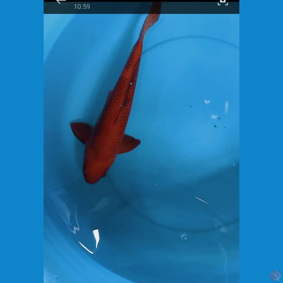 cagoi tembaga 36 cm