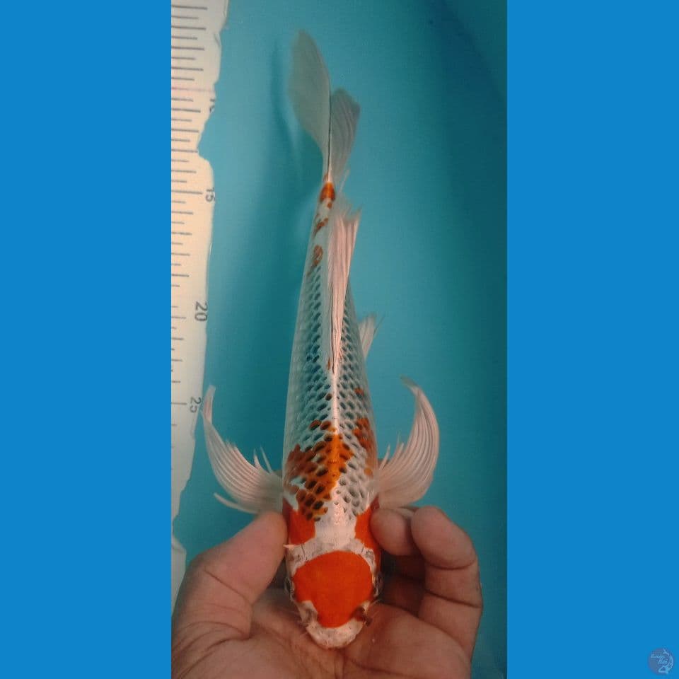 KUJAKU 28CM