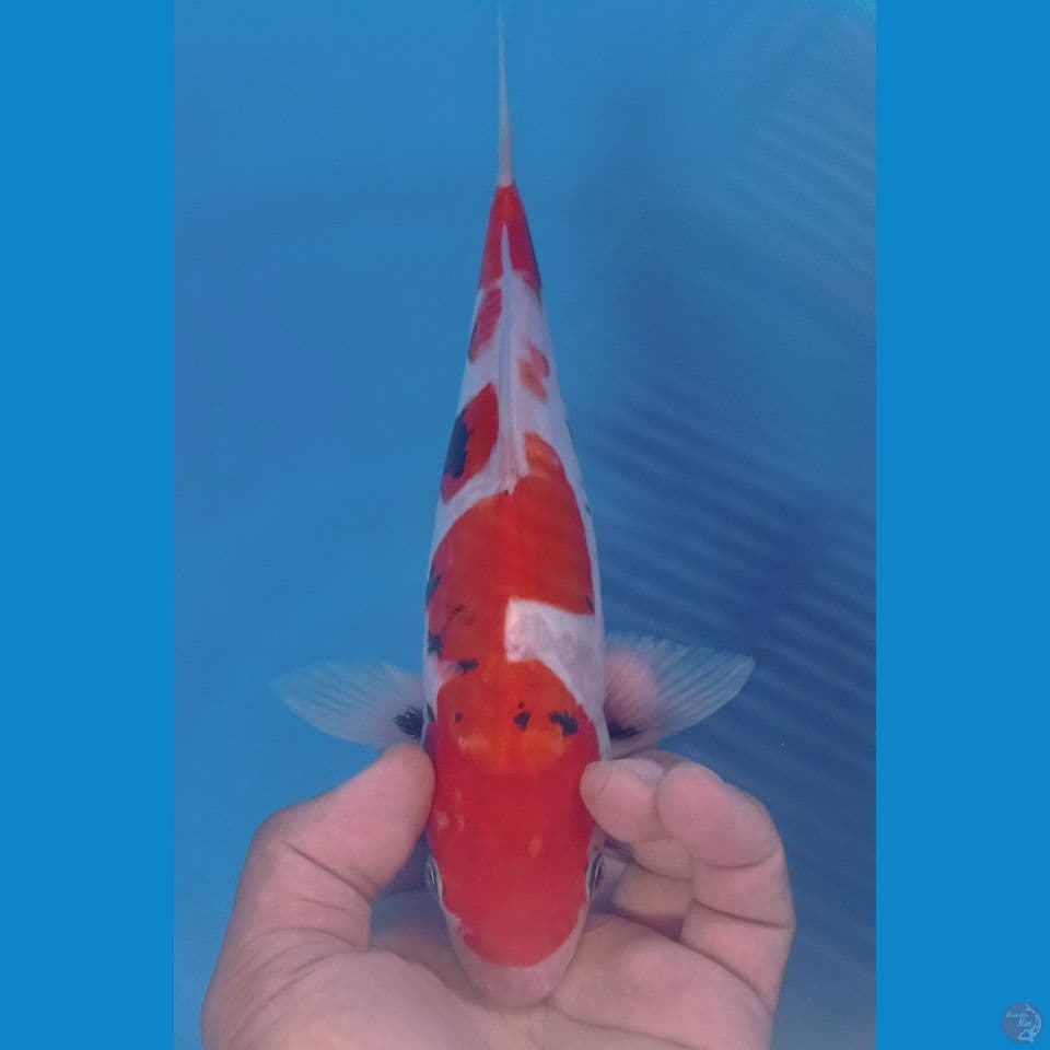 KUMUNRIYU 29CM