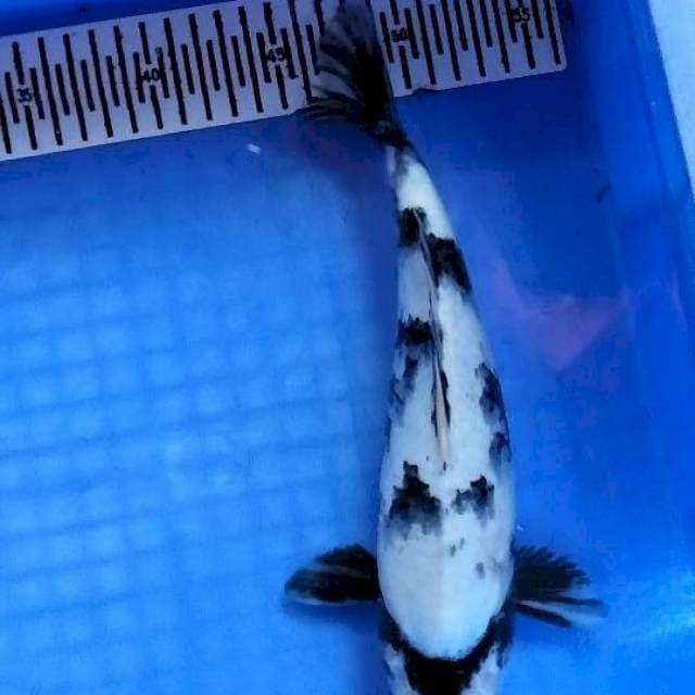 Siro female 30 cm