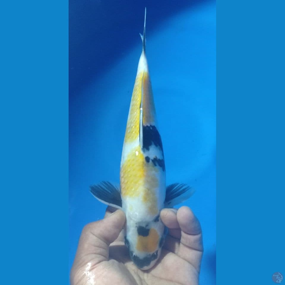 KI SHOWA 28CM