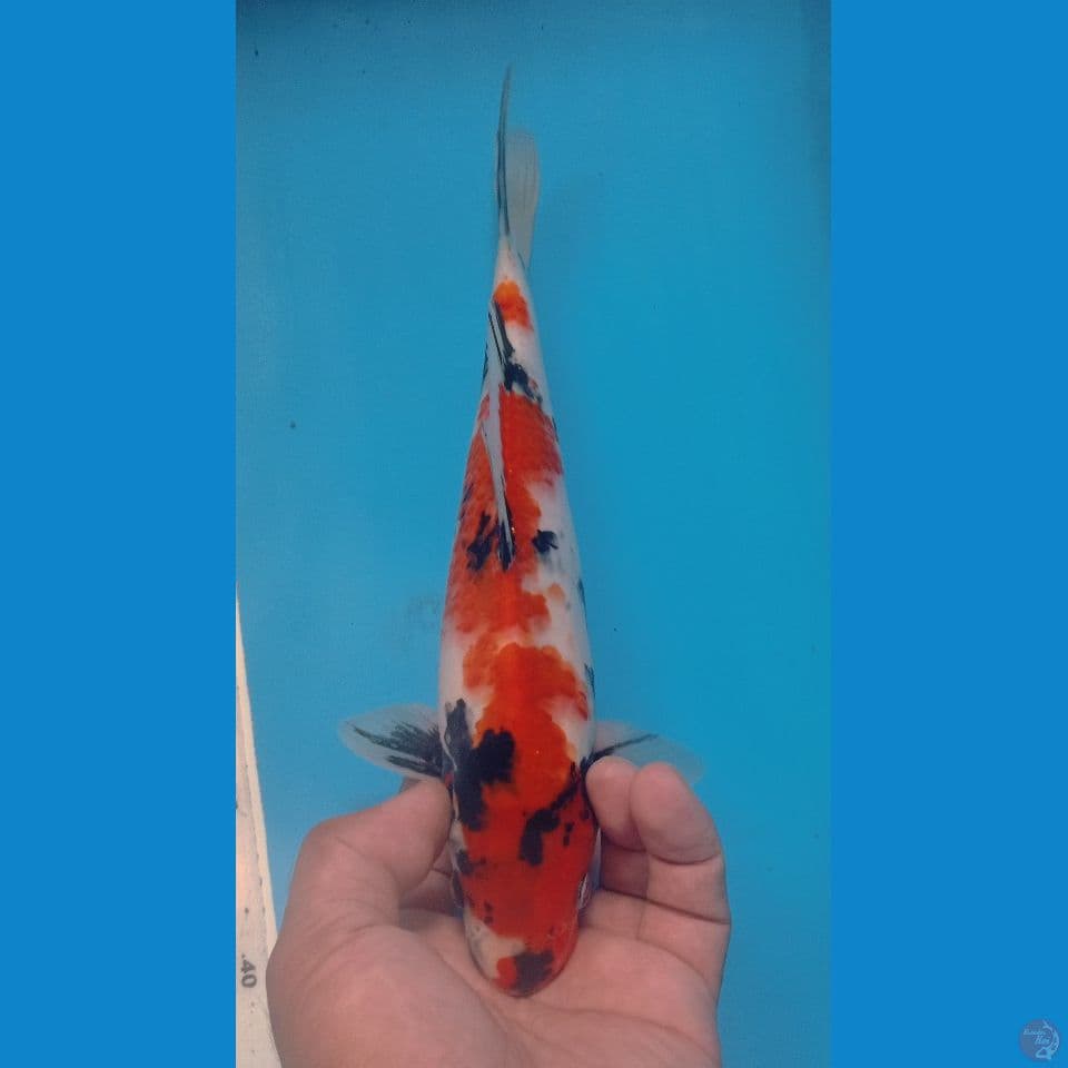 SHOWA 27CM