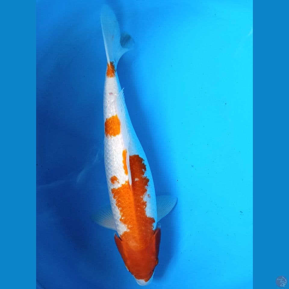 kohaku 53 cm